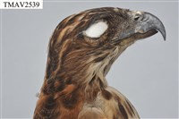 鳳頭蒼鷹藏品圖，第14張